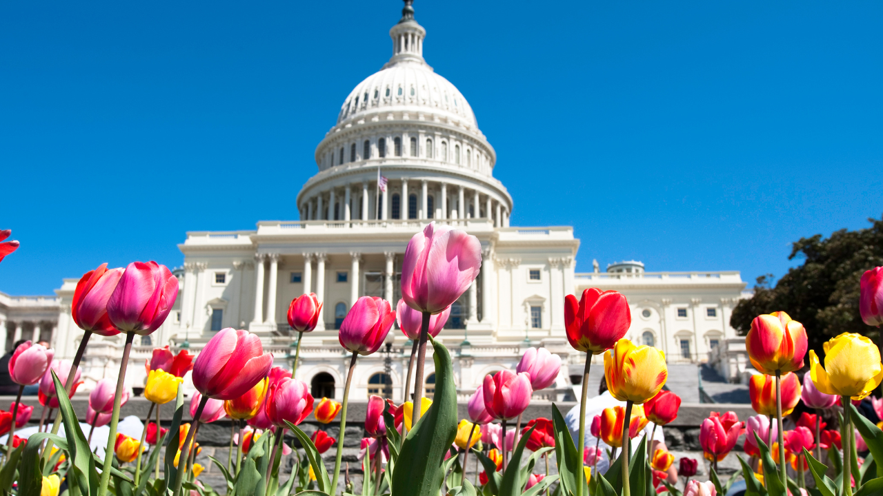 Colorful flowers in front of the U.S. Capitol dome