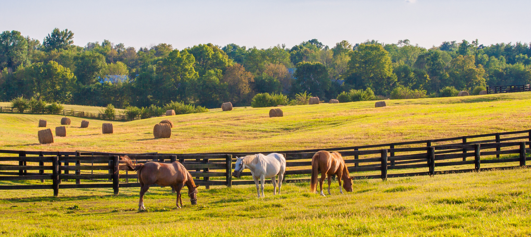 image of horses on rolling fields